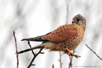 Turmfalke